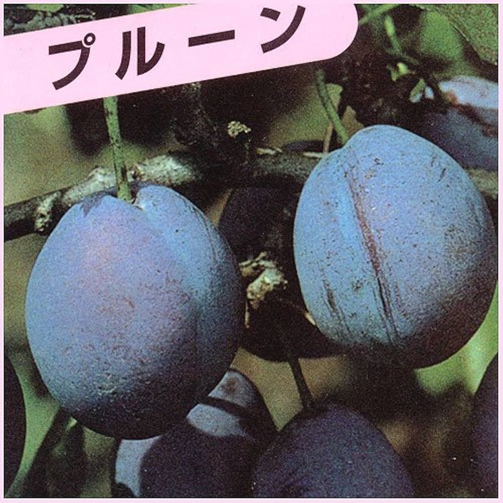 Amazon.co.jp: プルーン苗木 シュガープルーン 1年生苗 13.5cmポット苗