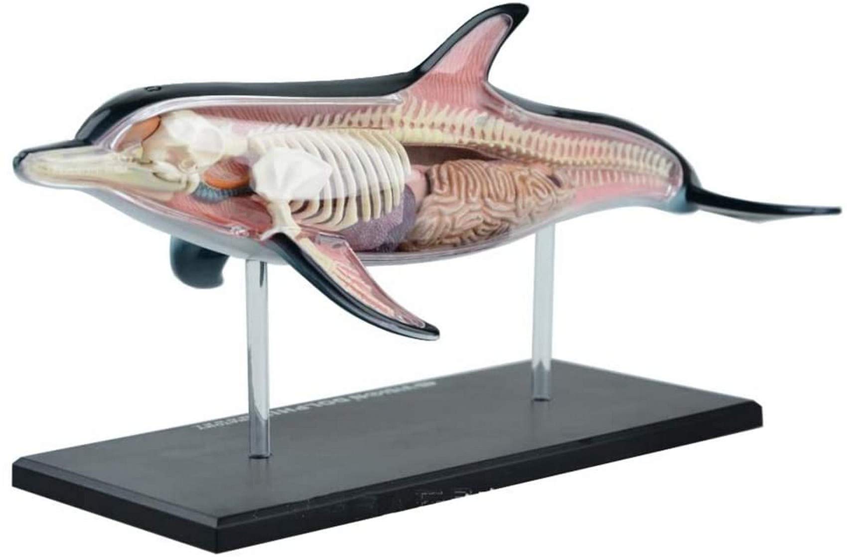 Amazon.co.jp: 4Dイルカ解剖学キット、インタラクティブな海洋生物学