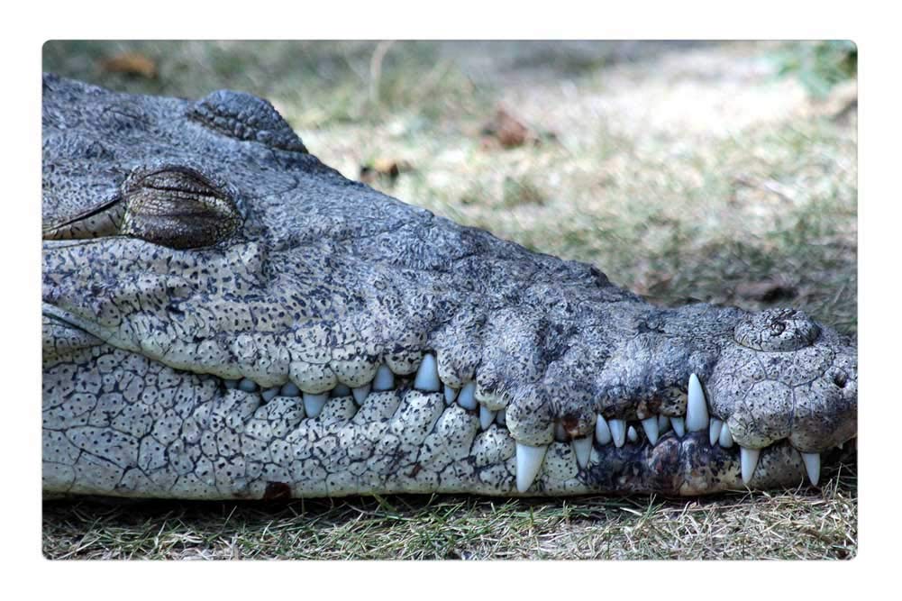 LESGAULESTDoormat Floor Rug/Mat (23.6 x 15.7 inch) - Ostrorylyj Crocodile Crocodylus Acutus Nature