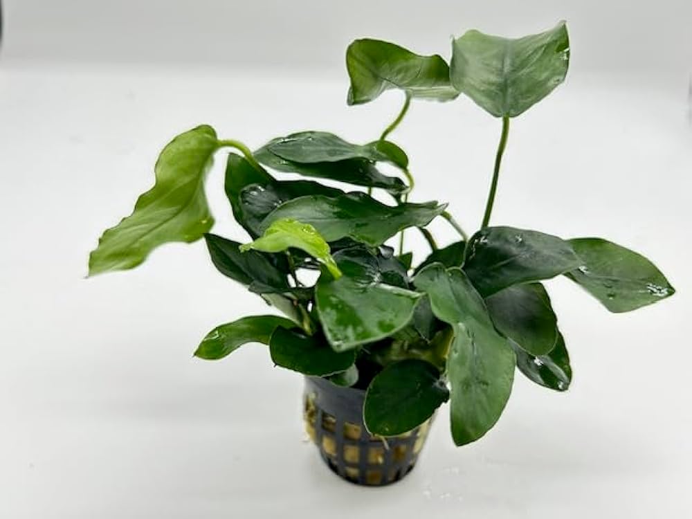 アヌビアスナナバルテリー3pot 農薬処理済み 楽天市場】（水草）☆処理済み☆ アヌビアスナナ（水上葉）（3