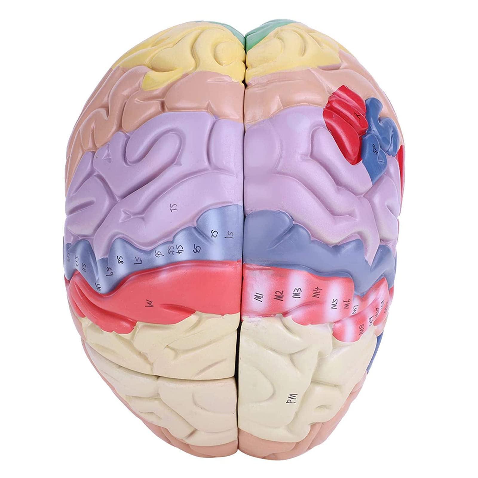 Modello Cervello Umano 2X Dimensioni Reali - Anatomia Numerata In 4 Parti Con Base Legno - Foto 3