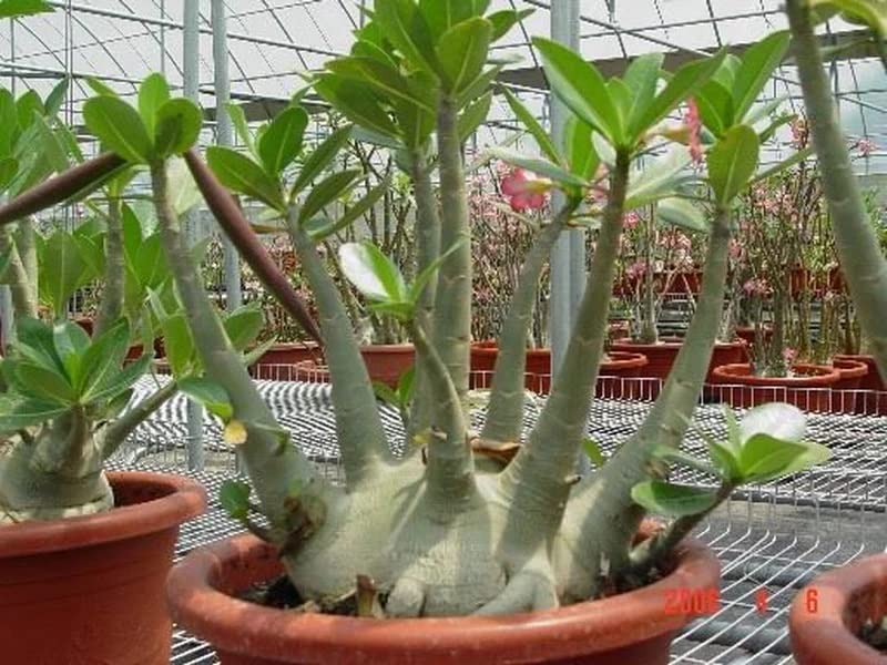 Amazon｜【種子】Adenium Arabicum ◇アデニウム・アラビクム
