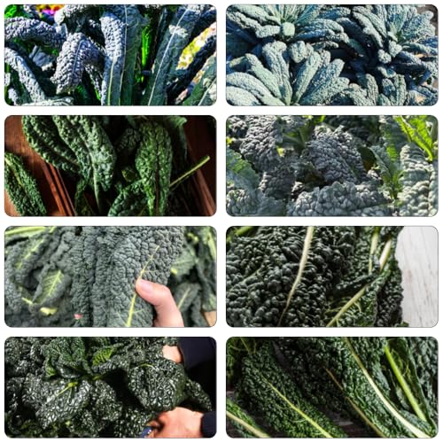 col kale jardín invierno semillas resistentes para jardines rocas decorativas silvestres 150pcs