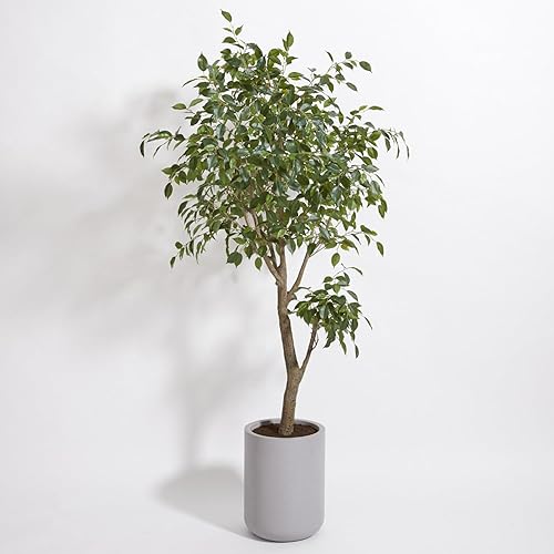 Árbol de ficus sintético, soportes artificiales de alta calidad para plantas de interior de 6.5 pies de alto, hojas realistas y tronco pintado a disponible en Yaxa Colombia