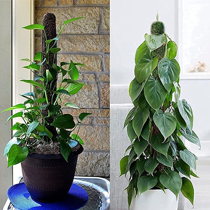 See full amazon price history chart for PlantaZee Moss Stick 4Ft - 2 Pieces -Moss & Coir Stick for Plant Support, Indoor Plants, House Plants & Plant Creepers PlantaZee Moss Stick 4Ft - 2 Pieces -Moss & Coir Stick for Plant Support, Indoor Plants, House Plants & Plant Creepers (B094JVFFSJ) Amazon Price History, Amazon Price Tracker