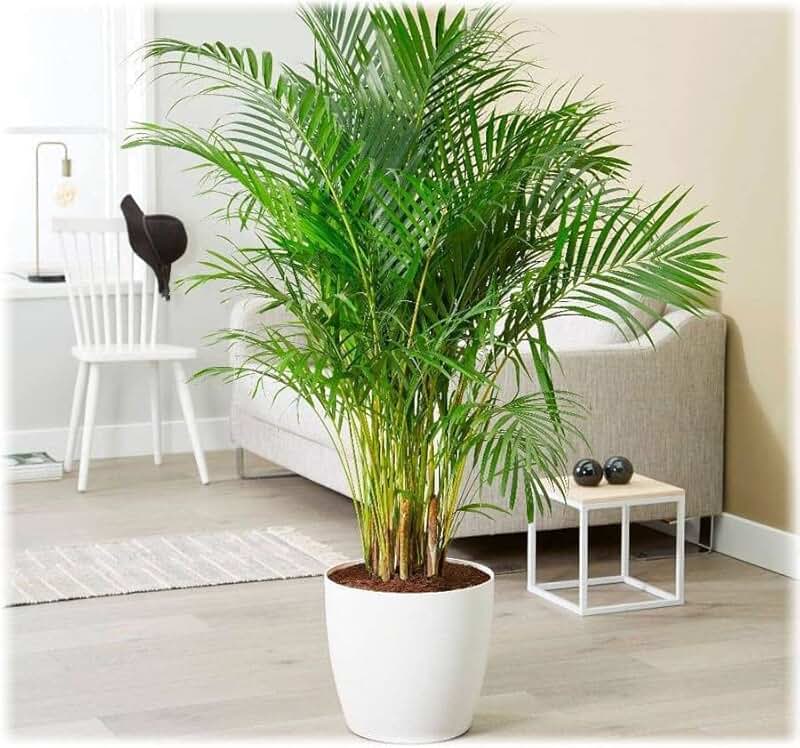 7 неприхотливых домашних растений, которые оживят любой интерьер