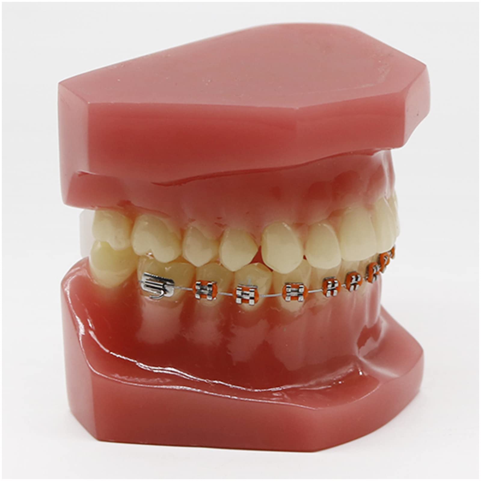 Ortodontyczny model zębów dentystycznych, model zębów ortodontycznych, 28 szt. zębów ceramicznych szelek do praktyki dydaktycznej, z metalowym i ceramicznym wspornikiem (C)