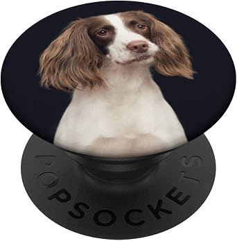 English Springer Spaniel