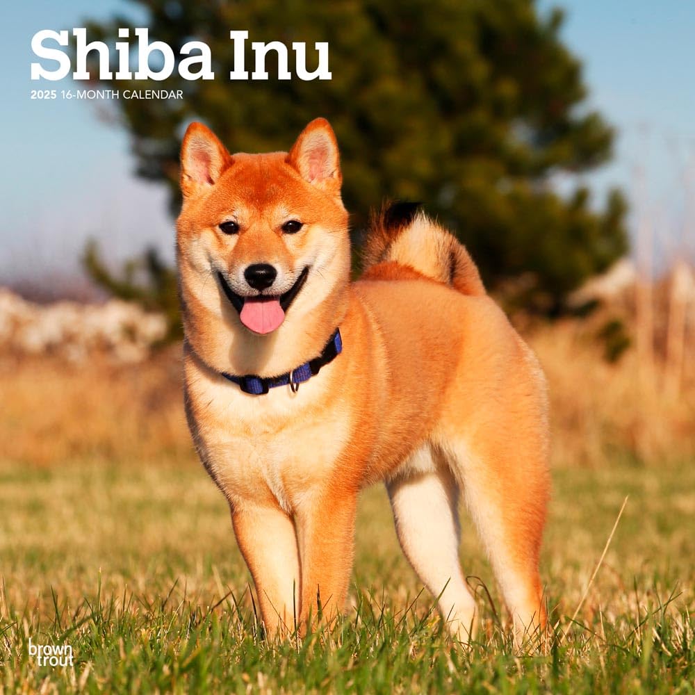 Shiba Inu | 2025 12 x 24 Inch Monthly Square Wall Calendar | BrownTrout |  Animals Asian Dog Breeds: Publishers Inc., BrownTrout, Publishers Inc.,  BrownTrout, Publishers Inc., BrownTrout: 9781975477738: Books - Amazon.ca