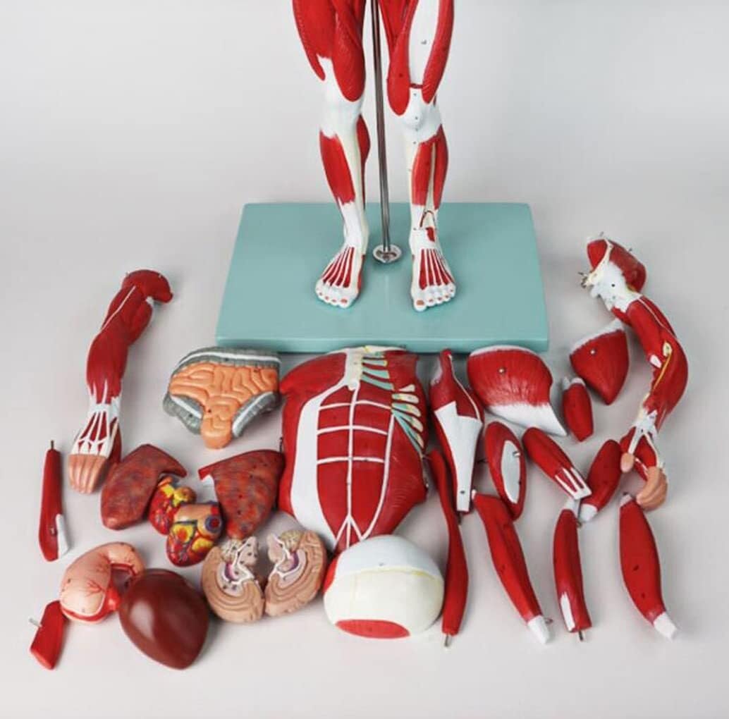 Modelo Muscular De Enseñanza Médica De Los Órganos Internos del Cuerpo Humano Simulación De Movimiento De Consumo De Tejido Anatómico
