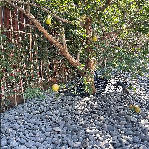 FANTIAN 40 lbs Bulk Black River Rocks for Landscaping, 3-4 Inch Mexican Beach Pebbles, Decorative Black Stones for Planters Garden Fish Tank Walkways and Outdoor Decorative Stones by FANTIAN - Image 7