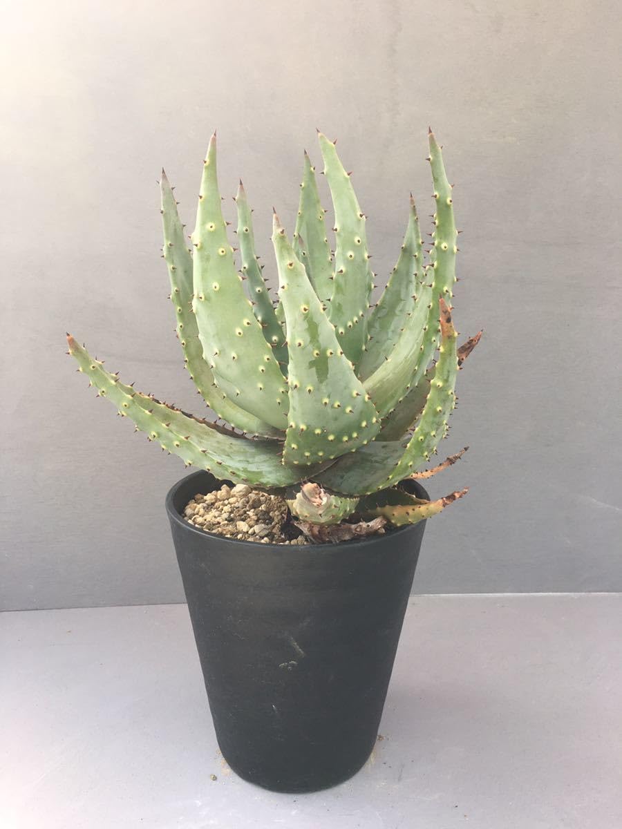 Amazon.co.jp: アロエ クロウジアナ Aloe aculeata v. crousiana