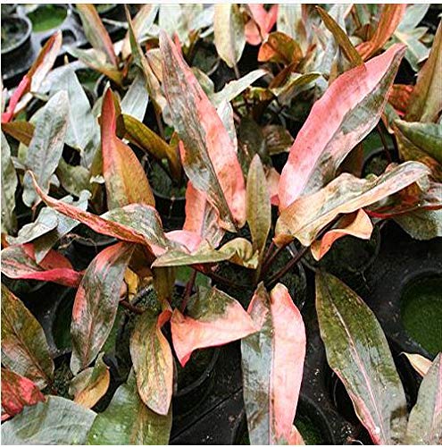 Cryptocoryne wendtii 'Florida Sunset' - 1 Bunch - Live Aquarium