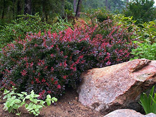 Crimson Pygmy Barberry Perennial - Berberis - Very Hardy - 4" Pot