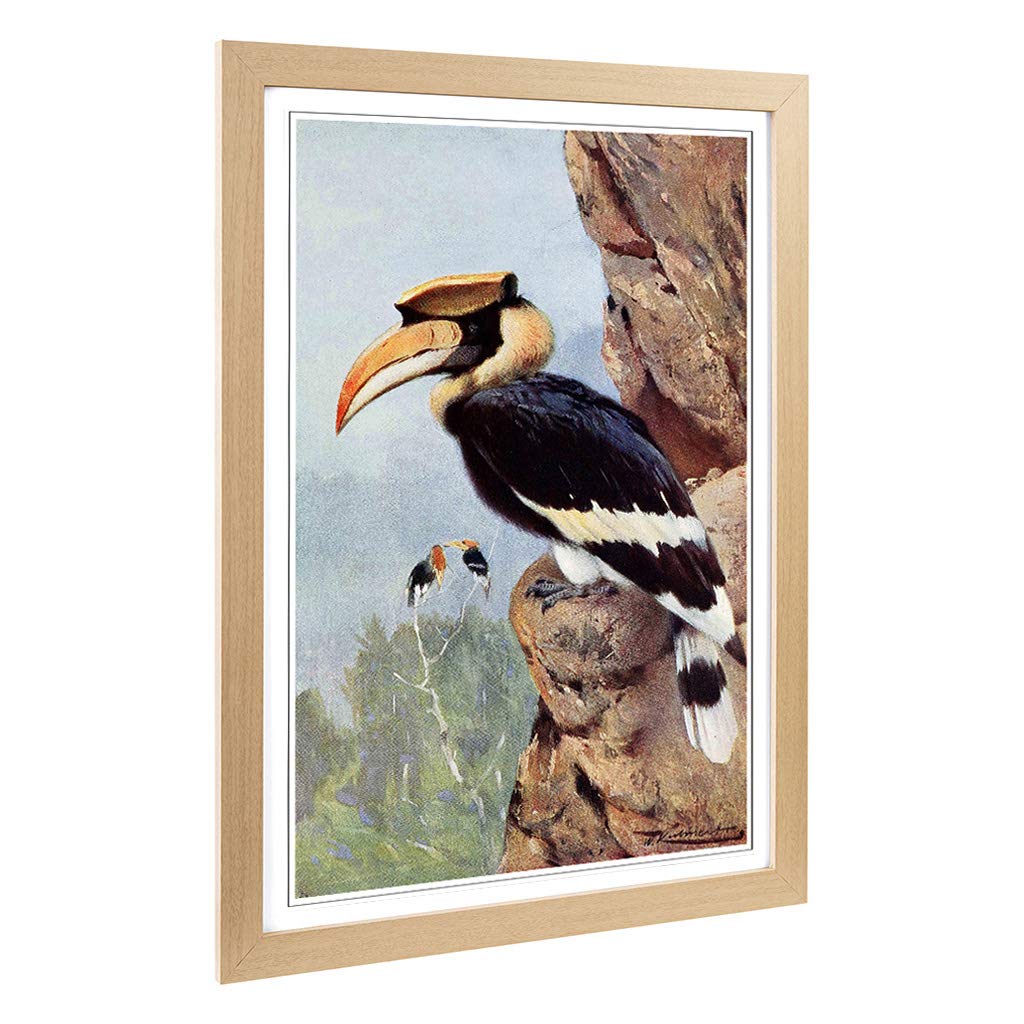 Big Box Art Framed Print of Vintage W Kuhnert Pied Hornbill Design | Wall Art Picture | Home Decor for Kitchen, Living Room, Bedroom, Hallway, Oak, A2 / 24.5x18 Inch / 62x45cm