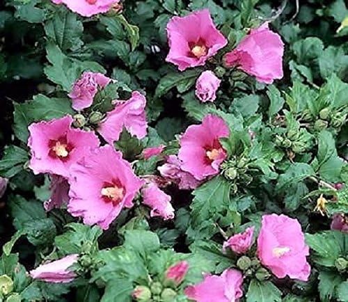 Aphrodite Hibiscus (Althea) - Rose of Sharon - Live Plant - (1 QT)