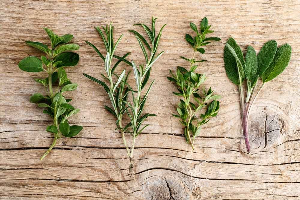 Italiennes Herbes Fraîches Aromatiques Plantes en pot de fleurs Ø 14 cm - Lot de 4 - hauteur : 12-15 cm - Herbes Aromatiques Interieur Jardin Romarin Thym Lavande Sauge et Origan