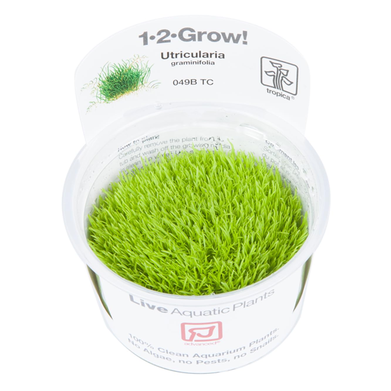 Tropica 1-2-GROW! Utricularia graminifolia - Grasblättriger Wasserschlauch - In-Vitro Aquariumpflanze