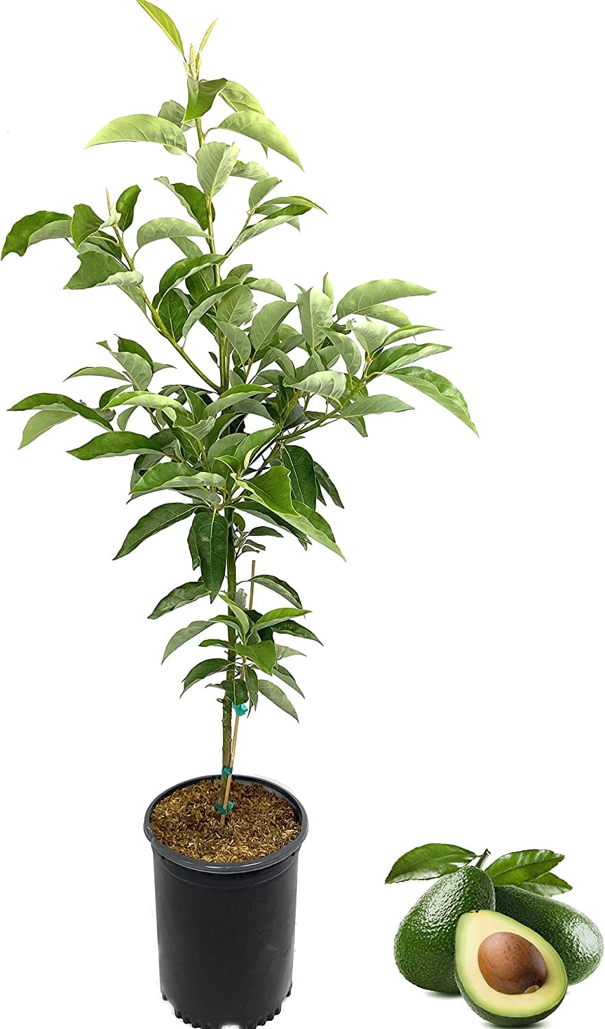 DECOALIVE Aguacate Planta Frutal Tropical para Exterior Aguacatero Árbol Natural