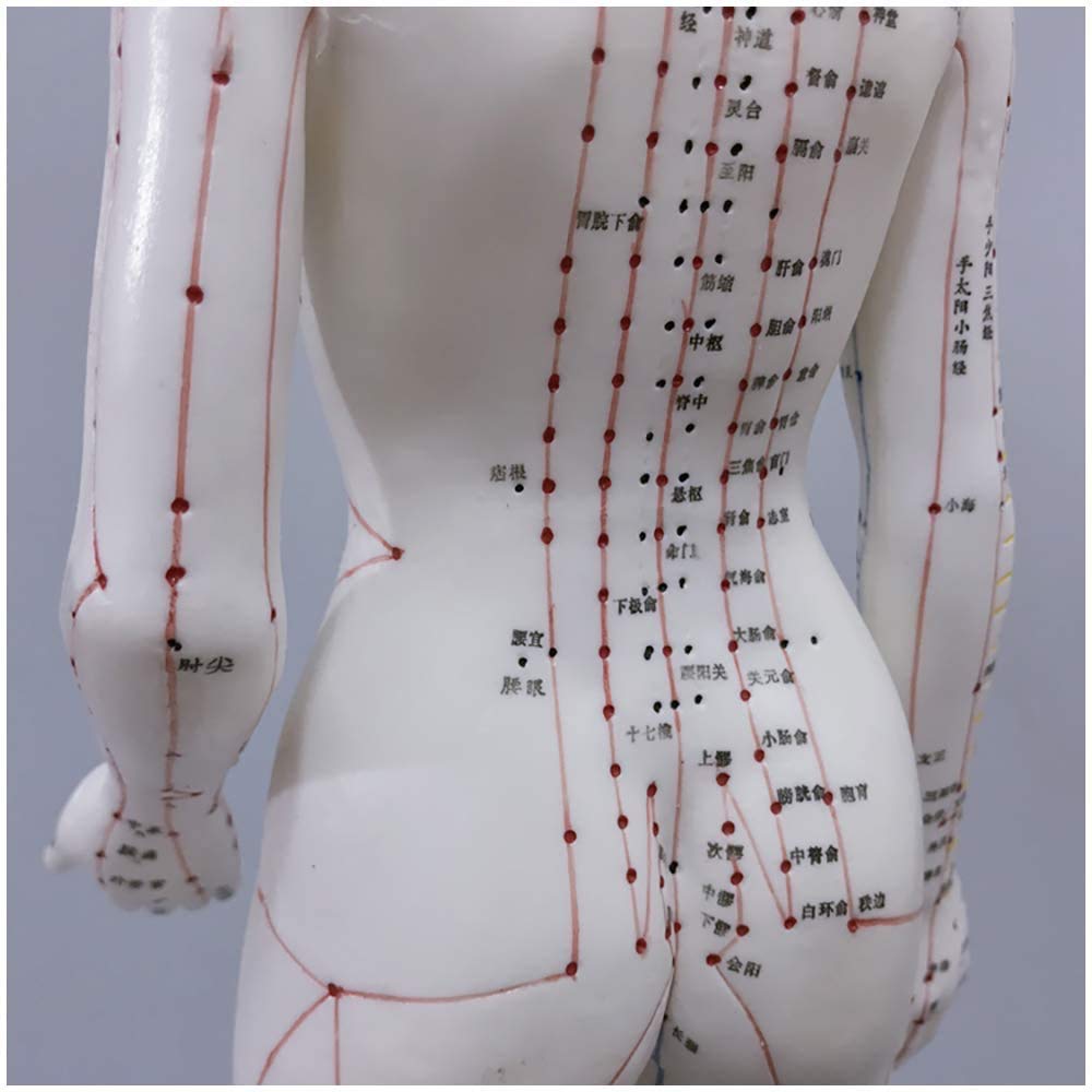 Modelo de acupuntura - Modelo de acupuntura de Cuerpo Humano Femenino con Puntos Meridian - 48 cm Modelo de Personas por Meridian Acupoint - para Meridian Massage Lessons