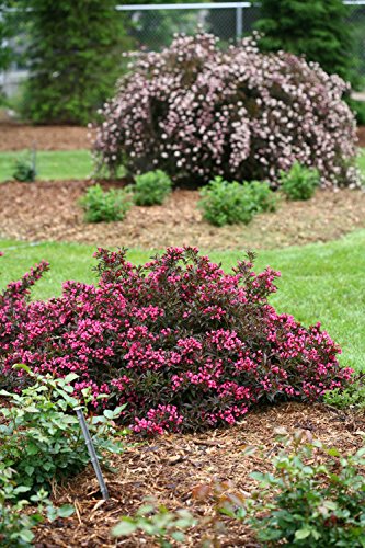 Proven Winners - Weigela Florida Spilled Wine (Weigela) Shrub, Pink Flowers, #2 - Size Container #TOP4