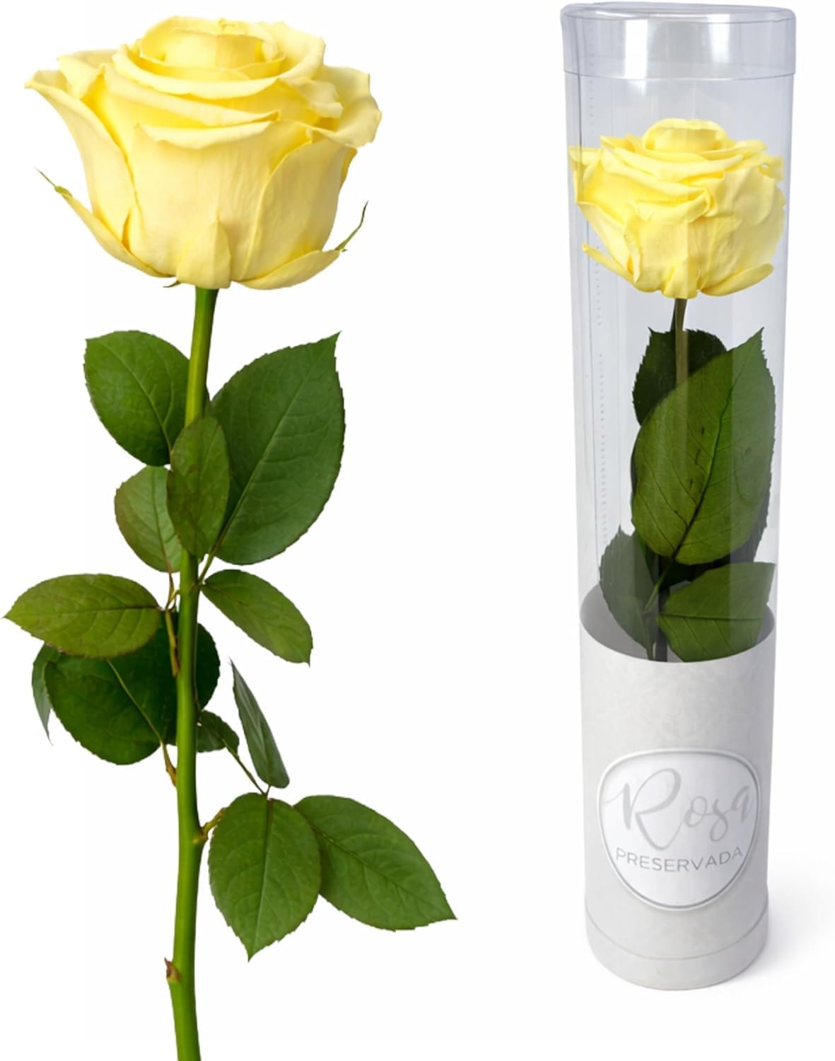 MUNTRADE 1 Rosa Preservada Natural | Rosa Eterna Amarilla | Detalle Romántico, Día de la Madre, San Valentín, Aniversario o Decoración | Flor Natural Conservada Decorativa