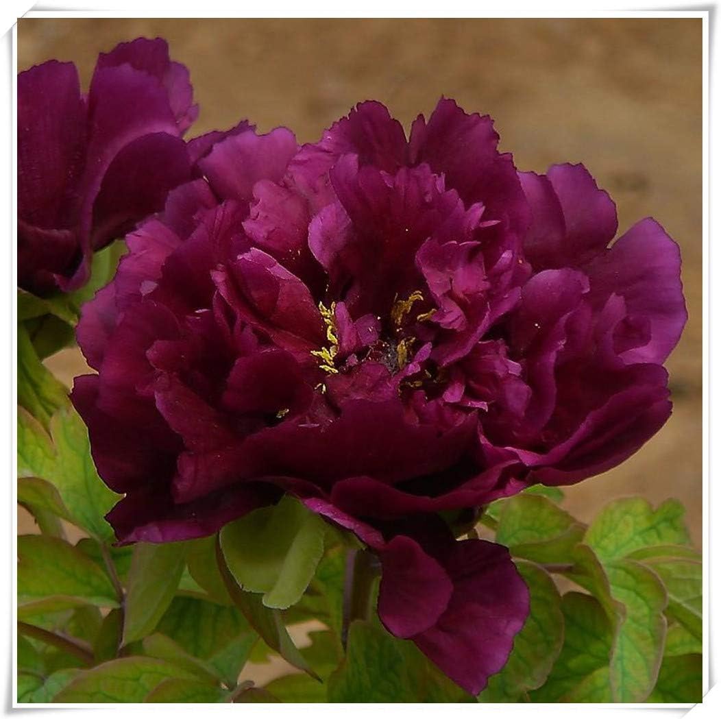 花の王様として知られる牡丹の根 不思議な色の珍しい花 バルブオブザイヤー 信頼できる売り手 観葉植物 1 球根 A ずっと気になってた 花の王様として知られる牡丹の根 不思議な色の珍しい花 バルブオブザイヤー 信頼できる売り手 観葉植物 1 球根 A ずっと気になってた