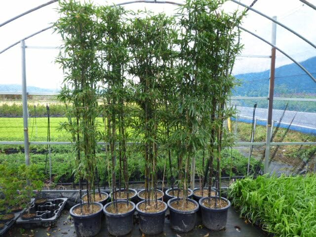 Amazon.co.jp: クロチク 高さ1.8m前後 30cm鉢 【 単 品 】 くろちく