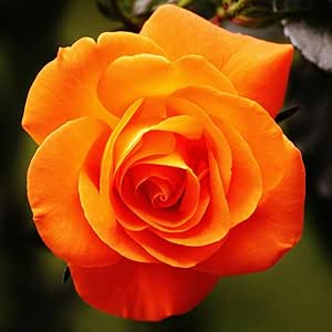 Amazon.com : Climbing Roses Live Plants, Rose Bushes Ready to Planting ...
