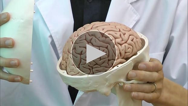 脳模型 医学 3B 9分解モデル ドイツ製 頭蓋，脳付，8分解モデル | 日本スリービー・サイエンティフィック