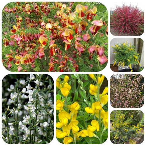 semi resistenti di ginestra rare, decorazione soggiorno cespugli di ginestra all'esterno da balcone perenni resistenti 300pcs