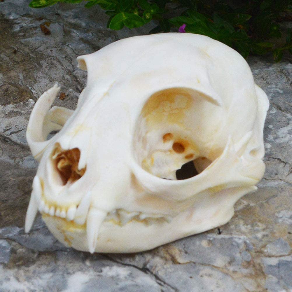 Echt Katze Schädel Tier Exemplar Katzenschädel Tier Skelett Probe Sammlerstücke Studie Landschaftsbau Von Fischbecken Hof