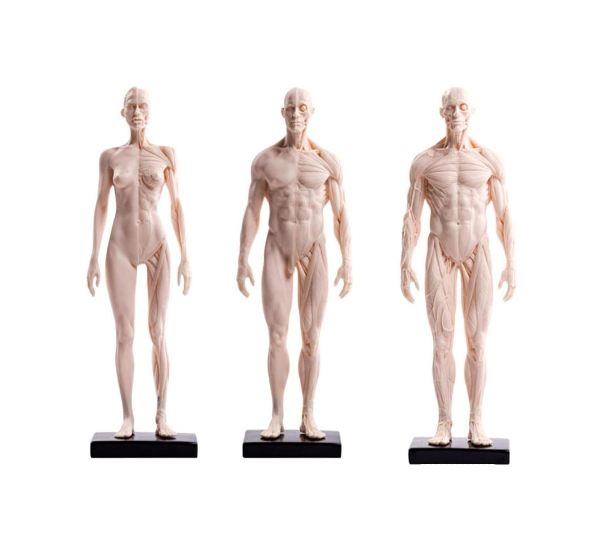 Modello di anatomia umana 30 cm maschio femmina muscolo figura-3 pezzi