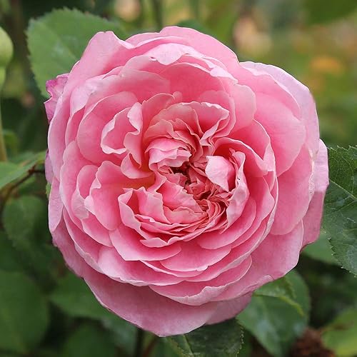 Miniatura 2 de Heirloom Roses Planta de rosas - Arbusto de rosa rosa de Belinda, planta viva para plantar al aire libre