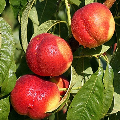 3 Semi Di Pesco Biologici E Antiche Varietà, Ideali Per Giardino, Balcone E Decorazione Esterna