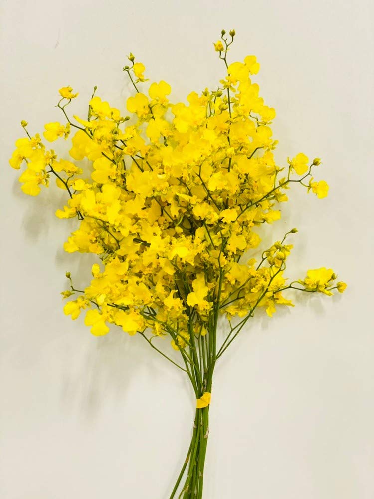 Amazon オンシジウム ハニーエンジェル 2l 70cm 切花 40本入り フラワーデコレーション オンライン通販