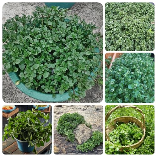 semi di crescione biologici - giardino resistenti 150pcs