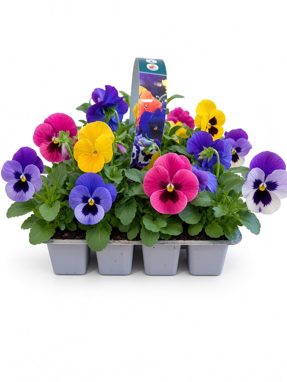 20 Pansy Plants Mixed Colours Bedding Plants Outdoor Garden Pots Containers