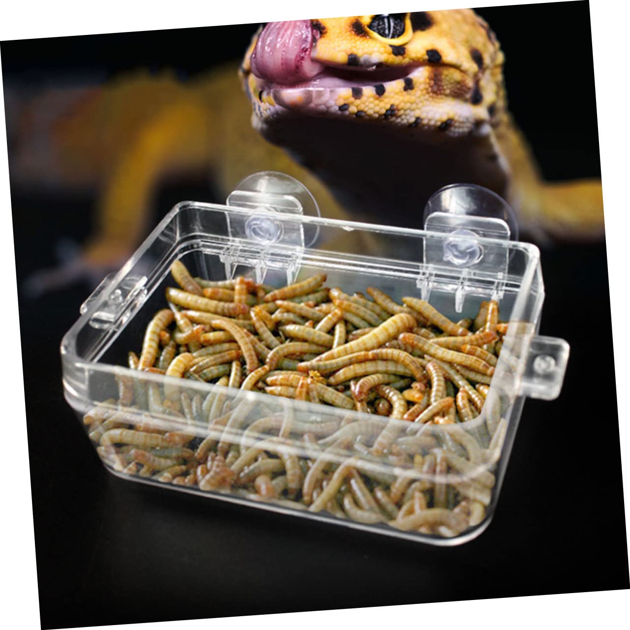 Angoily 6pezzi Ciotole per Alimentazione Rettili con Ventosa da Mangiatoie Trasparenti per Lucertole e Tartarughe Facili da Pulire e Pratiche per Uso Terrario