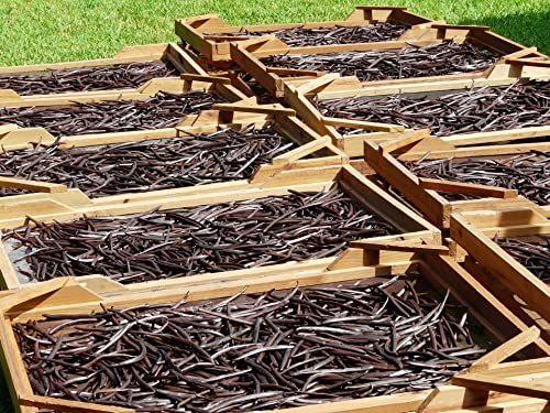 Foto von Kamelur 20g Echte BIO Bourbon Vanille gemahlen aus Madagaskar - aromatisches BIO Bourbon Vanille Pulver, ohne Zusätze