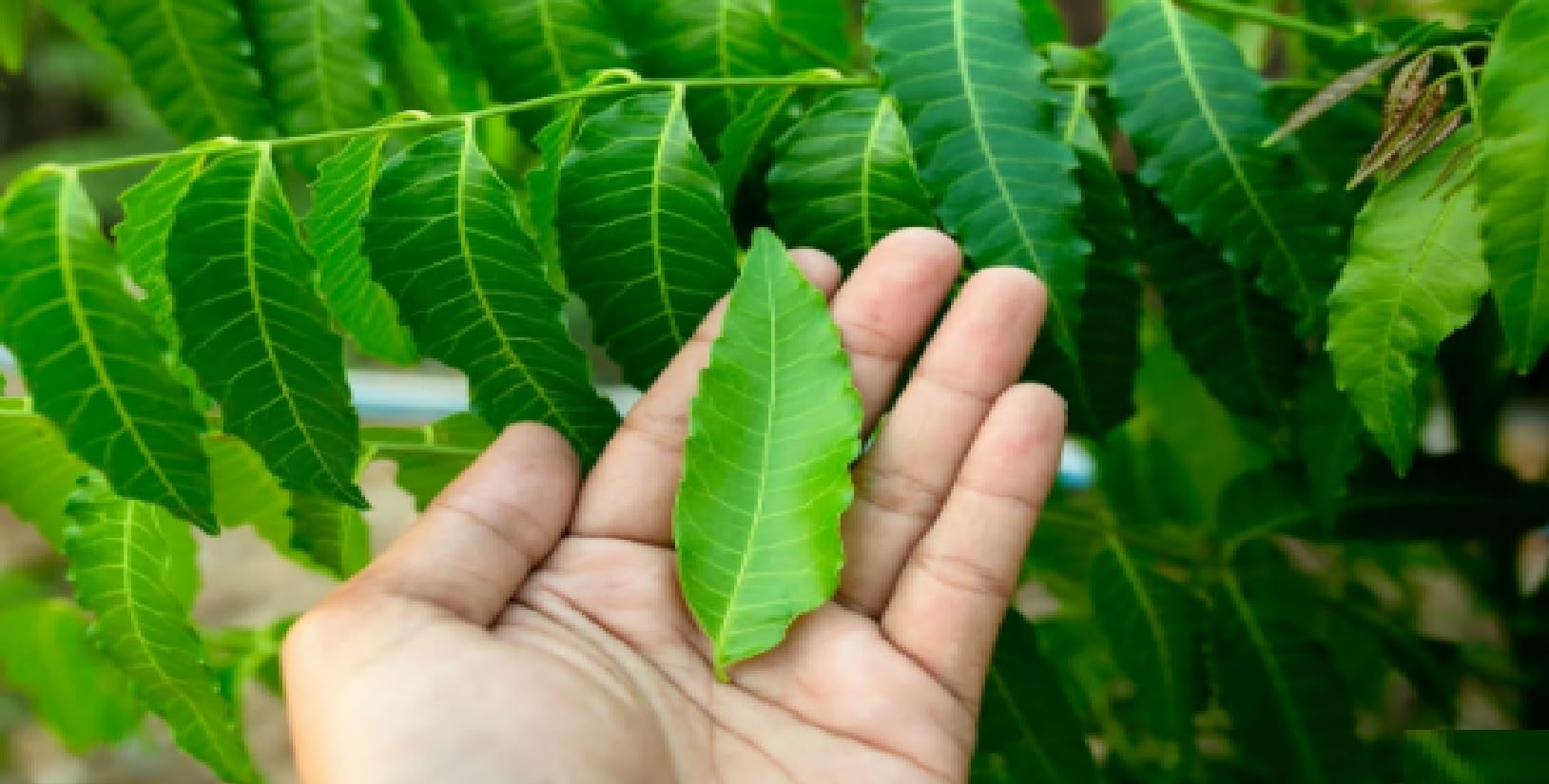 See full amazon price history chart for Green view Neem Plant Tree, Azadirachta indica -1 Healthy live Plant in Nursery Grow Bag -Outdoor Ornamental Plant Green view Neem Plant Tree, Azadirachta indica -1 Healthy live Plant in Nursery Grow Bag -Outdoor Ornamental Plant (B09KPN8KTP) Amazon Price History, Amazon Price Tracker