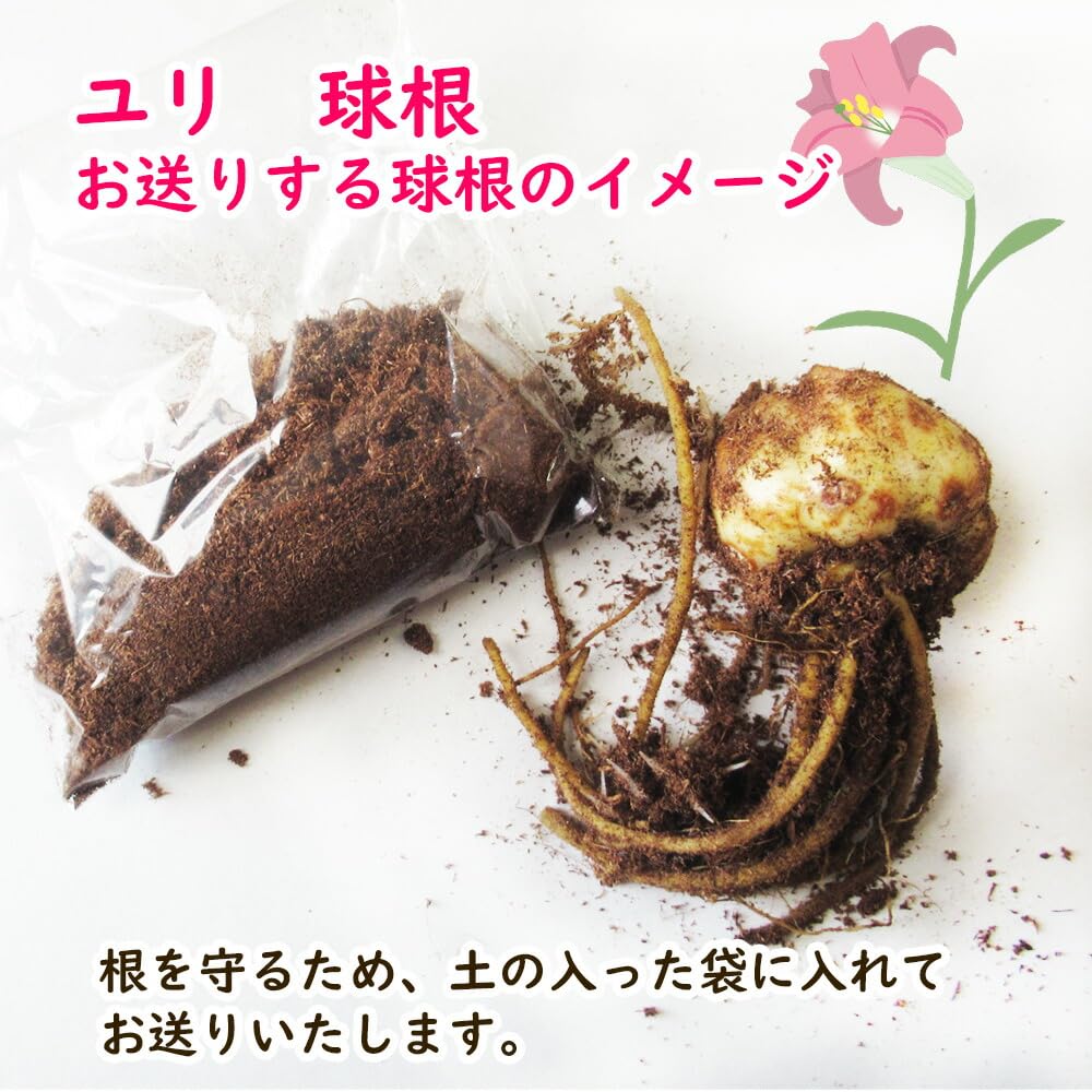 Amazon.co.jp: 「 オリエンタルリリー 球根 【2．ビッグスマイル 】1