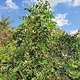 azufaifo cama elevada semillas resistentes al aire libre jardín rocas 120pcs