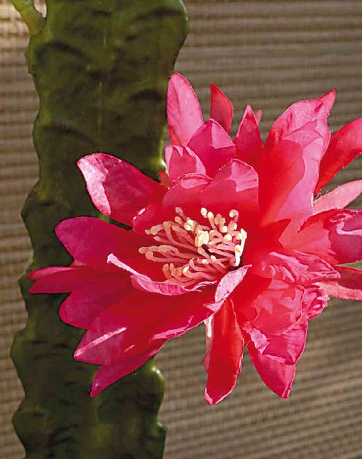 Amazon.de: artplants.de Kunst Kaktus Knigin der Nacht Domenica, Blte,  pink, 50cm - Deko Kaktus Knigin der Nacht
