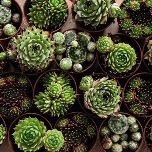 Image of Sempervivum 'Mixed' - Evergreen Succulents, Colourful Rosettes, Drought Tolerant - Ideal for Rockeries, Indoor Gardens - 8cm Height, 30cm Spread - 3X 5.5cm Potted Plants by Thompson & Morgan