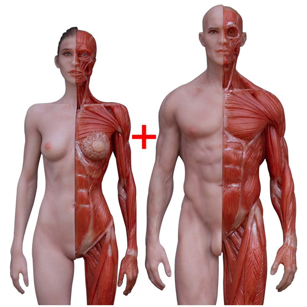 Figure d'anatomie féminine et Masculine - Modèle de Figure d'anatomie Humaine - Modèle d'os Musculaire Anatomique Humain en matériau PU - pour étude de Dessin d'artiste médical (2 pièces),A