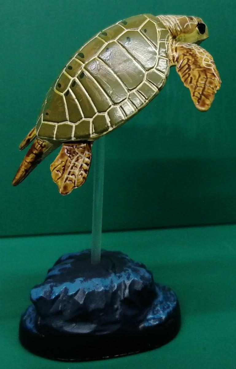 Amazon | ウミガメ 海亀 ヒメウミガメ OLIVE RIDLEY SEA TURTLE シー