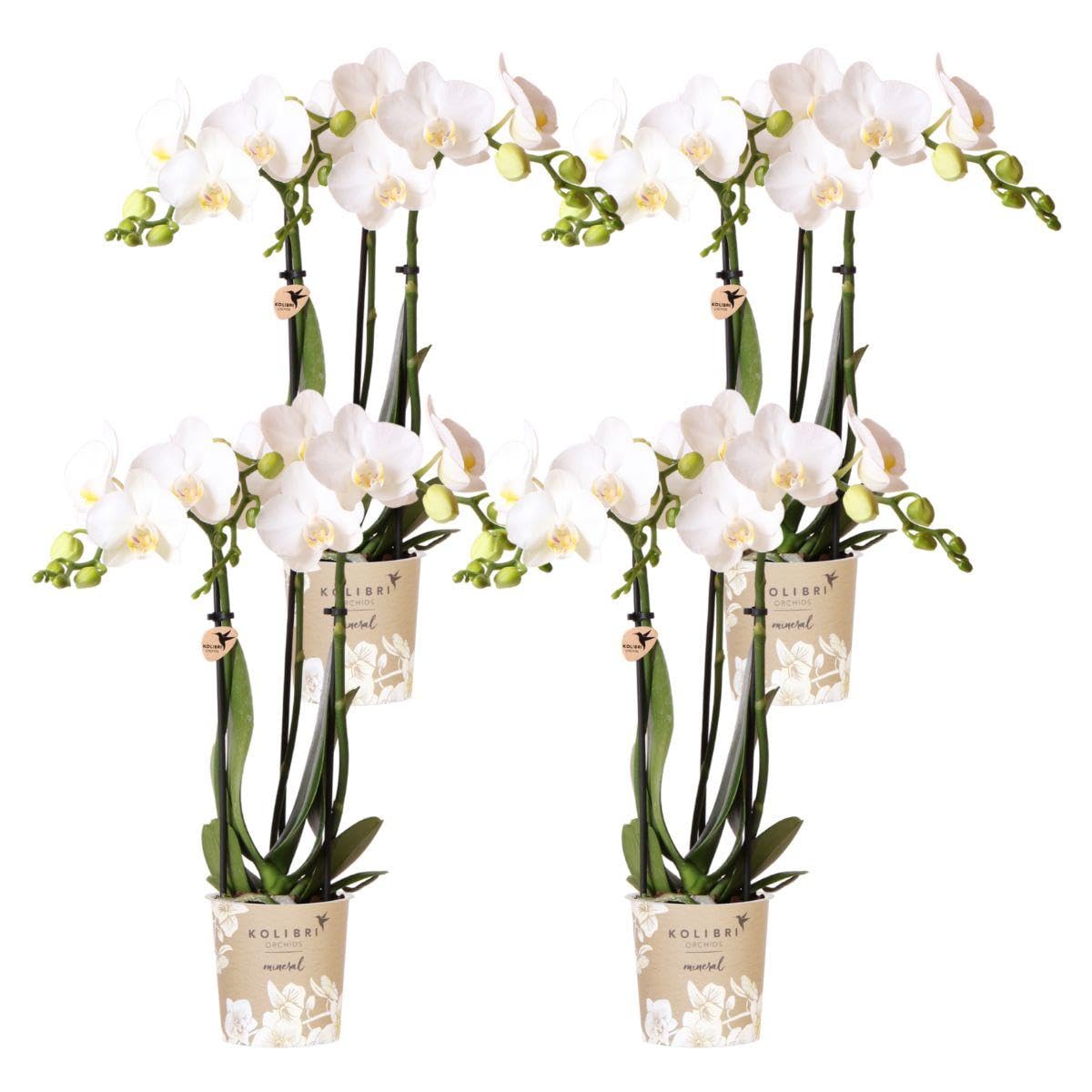 Kolibri Storczyki | COMBI DEAL 4 białe storczyki Phalaenopsis - Amabilis - wielkość doniczki Ø9cm | kwitnąca roślina doniczkowa - świeża od hodowcy