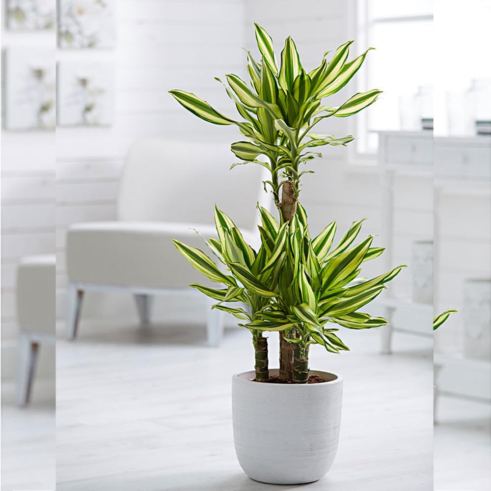 Yellow Dracaena - Indoor Plants (B0CX9HQB62) Amazon Price History, Amazon Price Tracker