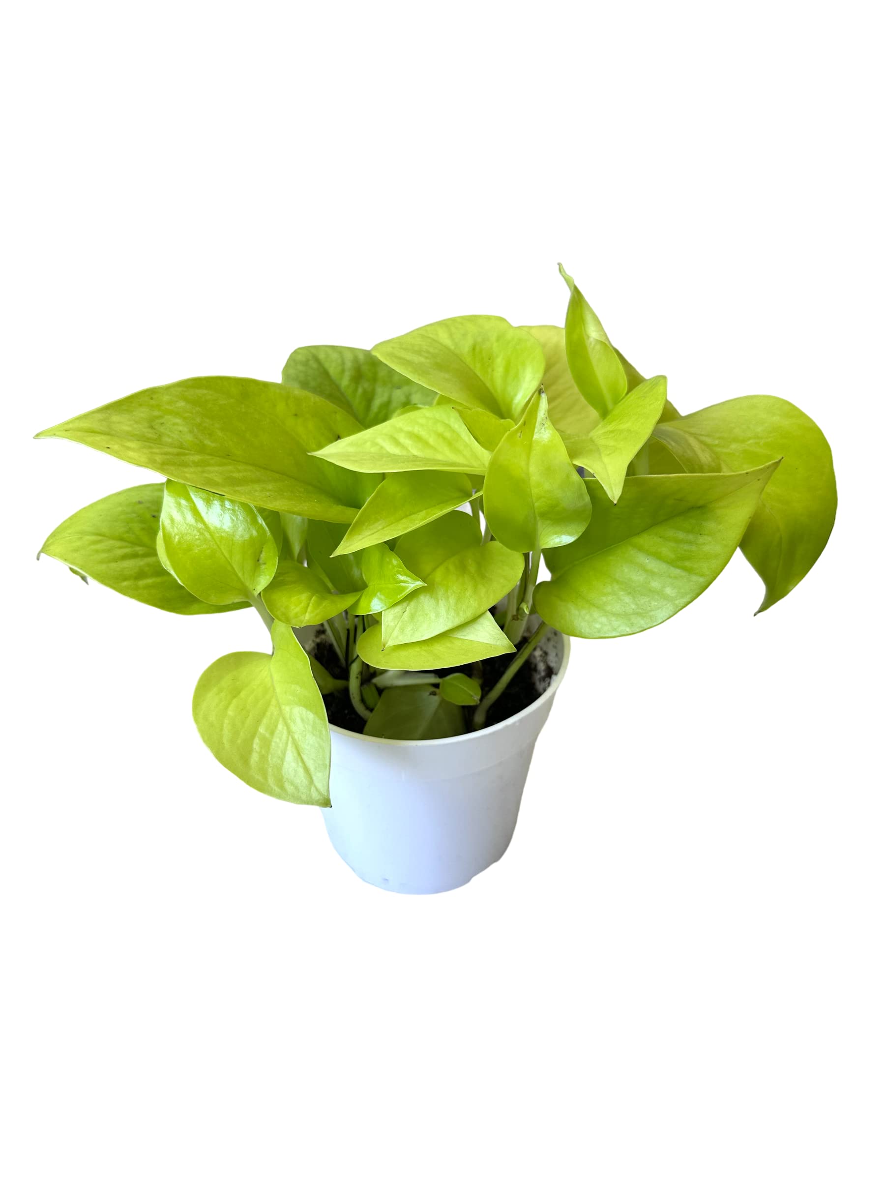 Hopewind Plants Neon Pothos